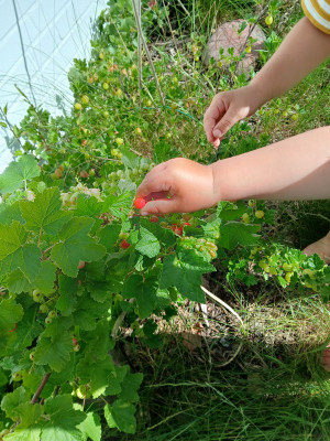 Beeren naschen im Garten
